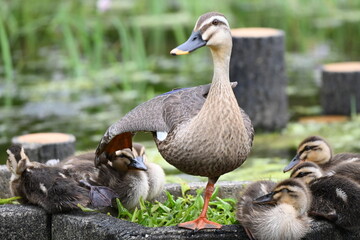 伸びをする親カルガモ