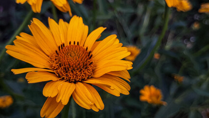 yellow flowers in the garden