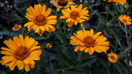 yellow flowers in the garden