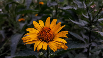 yellow flower in the garden