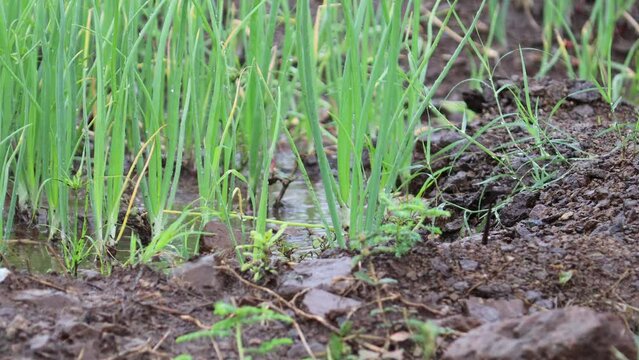 rain falling in Green onions plantation in monsoon time. Farming fields, agriculture, organic vegetables growing. Fresh green stalks of onion in vegetable garden. Organic farm, agriculture industry