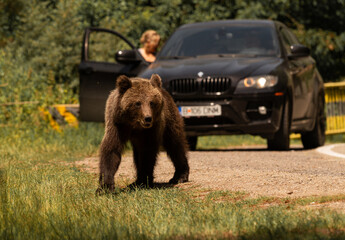 Beautiful Brown bear - Ursus arctos with her cubs seen on the Transfagarasan mountain road in the...