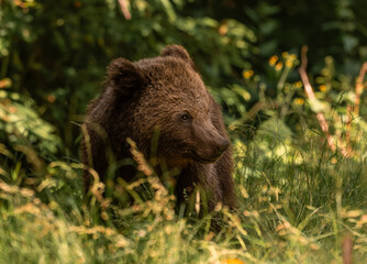 Fototapeta premium Beautiful Brown bear - Ursus arctos with her cubs seen on the Transfagarasan mountain road in the Carpathian Mountains, Romania.