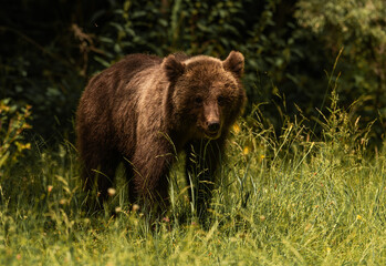 Fototapeta premium Beautiful Brown bear - Ursus arctos with her cubs seen on the Transfagarasan mountain road in the Carpathian Mountains, Romania.