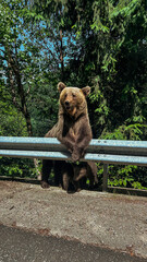 Beautiful Brown bear - Ursus arctos with her cubs seen on the Transfagarasan mountain road in the Carpathian Mountains, Romania.