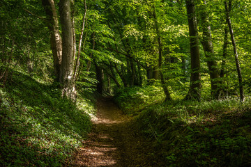 Obraz premium green forest in the sunshine