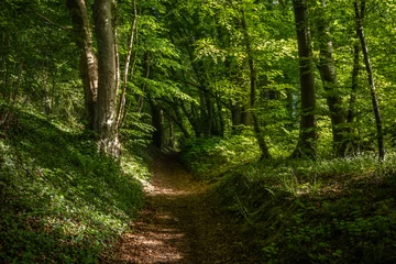 Tuinposter Bosweg green forest in the sunshine  © wlad074