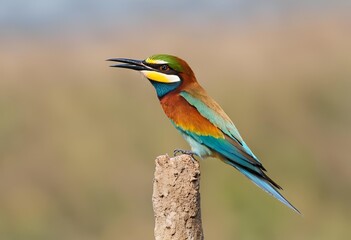 Fototapeta premium blue bee eater
