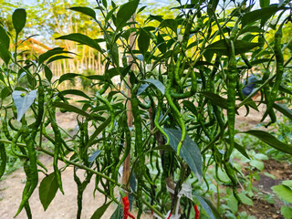 chili plants bear heavy fruit in the garden