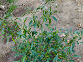chili plants bear heavy fruit in the garden