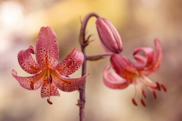 Różowe kwiaty Lilii - odmiana " Monitoba morning ". © mycatherina