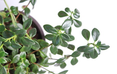 Green leaves on Goldfish plant (Nematanthus gregarius)