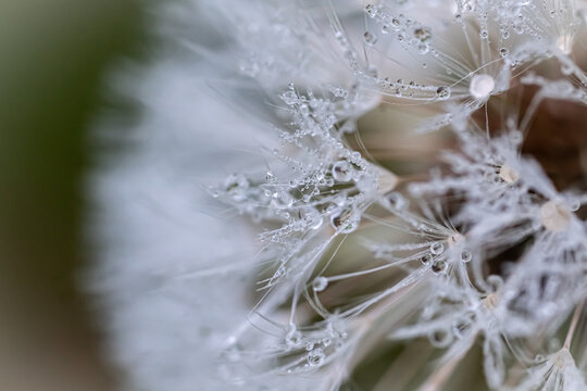 Dew drops on a dandelion 02