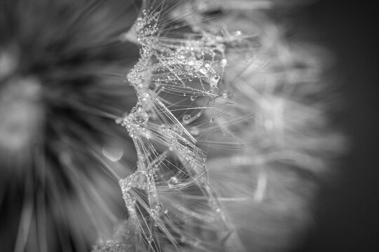 Black and white dew drops on a dandelion