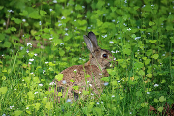 rabbit in the grass, cute rabbit,  Rabbit in the meadow, grass, animal in the grass, blades of grass, hare
