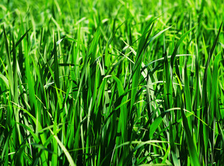 Fototapeta premium Dramatic summer grass at lake plants background