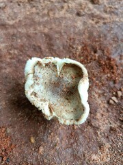 A fungus is any member of the group of eukaryotic organisms that includes microorganisms such as yeasts and molds, as well as the more familiar mushrooms.