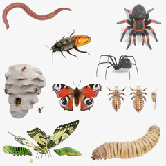 Realistic 3D Render of Insect Set