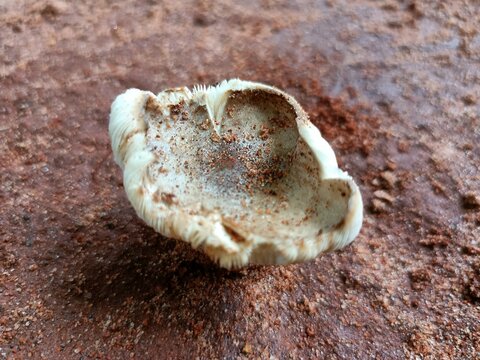 A fungus is any member of the group of eukaryotic organisms that includes microorganisms such as yeasts and molds, as well as the more familiar mushrooms.