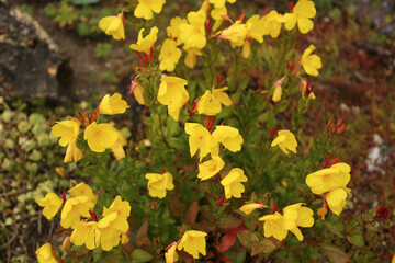 Oenothere décorative à fleurs jaunes