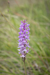A close up of a common spotted orchid in the Sussex countryside, with a shallow depth of field