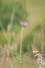 A close up of a wild carrot flower in the summer sunshine