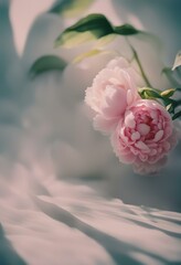 pink flower, peony onn a soft background