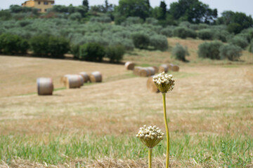 fiore secco © andreafoto33