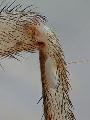 das ohr von einem heimchen heißt tympanalorgan und sitzt auf einem bein, acheta domestica