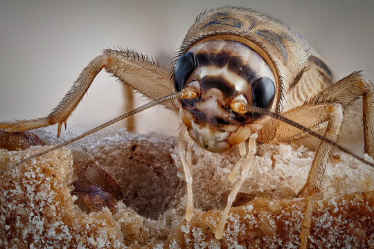 ein heimchen sitzt auf einem st&uuml;ck brot, acheta domestica