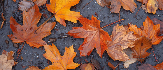 Autumn maple leaves on the ground. Autumn background. Top view.