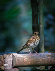 turdus philomelos