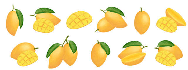 collection of illustration mango isolated, group of painting mango.