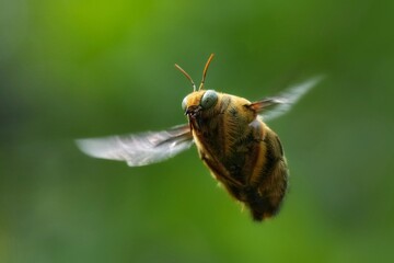 Fly bee tropical carpenter bee xylocopa latipes