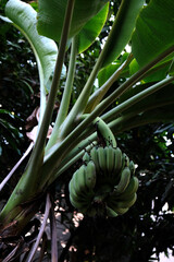 bunch of green bananas on a branch