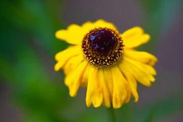 Helenium 'Can Can' Flower Macro.