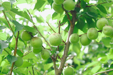 梅酒、梅干しなどを作るための梅の実