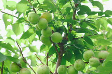 梅酒、梅干しなどを作るための梅の実