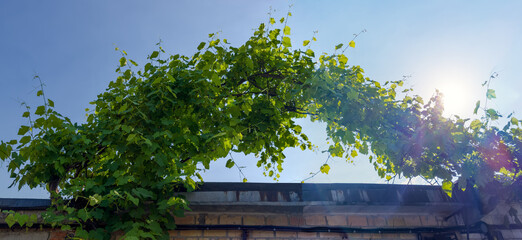 Grapes stems creeping along arch above industrial building against sky