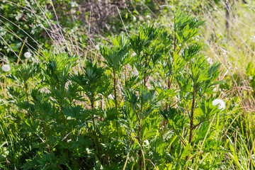 Stems of young mugwort among dry grass in sunny evening