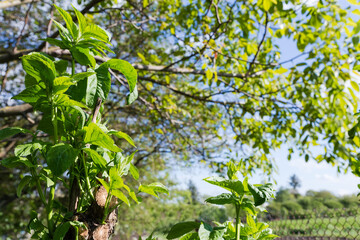 Fototapeta premium Young shoots on trimmed trunks and branches of small tree