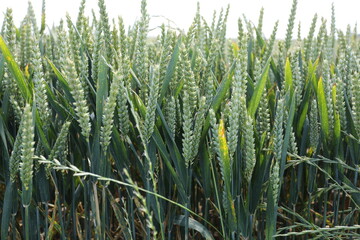 Culture d'orge dans un champ