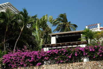 bushes with flowers, palm trees and buildings on the coast of Pattaya, Thailand