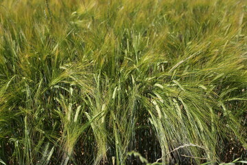 Culture d'orge dans un champ