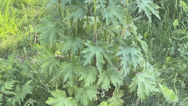 Young common motherwort on a pond shore in sunny morning