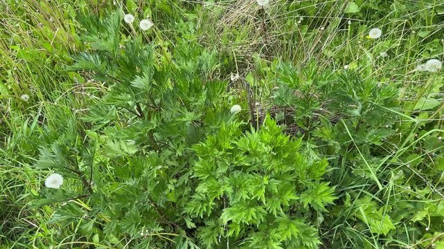 Stems of young mugwort among dry grass in sunny evening