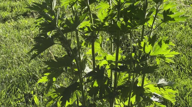 Young common motherwort on a meadow in sunny evening
