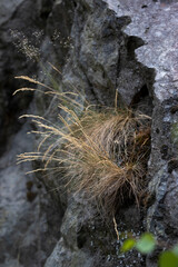 Plants growing on a vertical rock slope