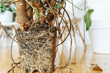 Cross section of soil, monstera with roots © larisikstefania