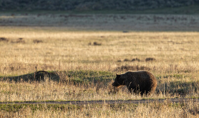 Grizzly Bear in Yellowstone National Park in Springtime